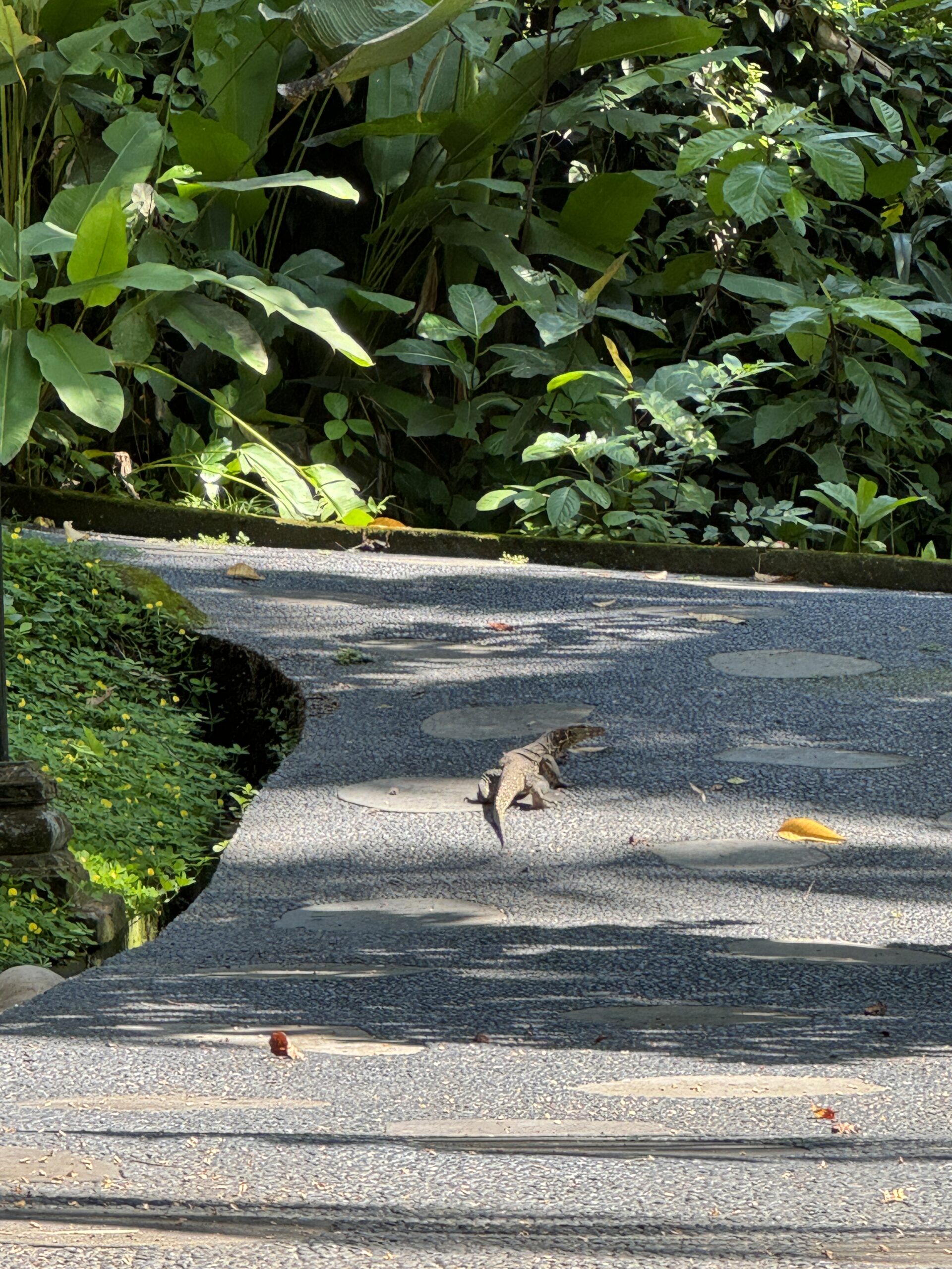 숙소 가는 길에 만난 도마뱀