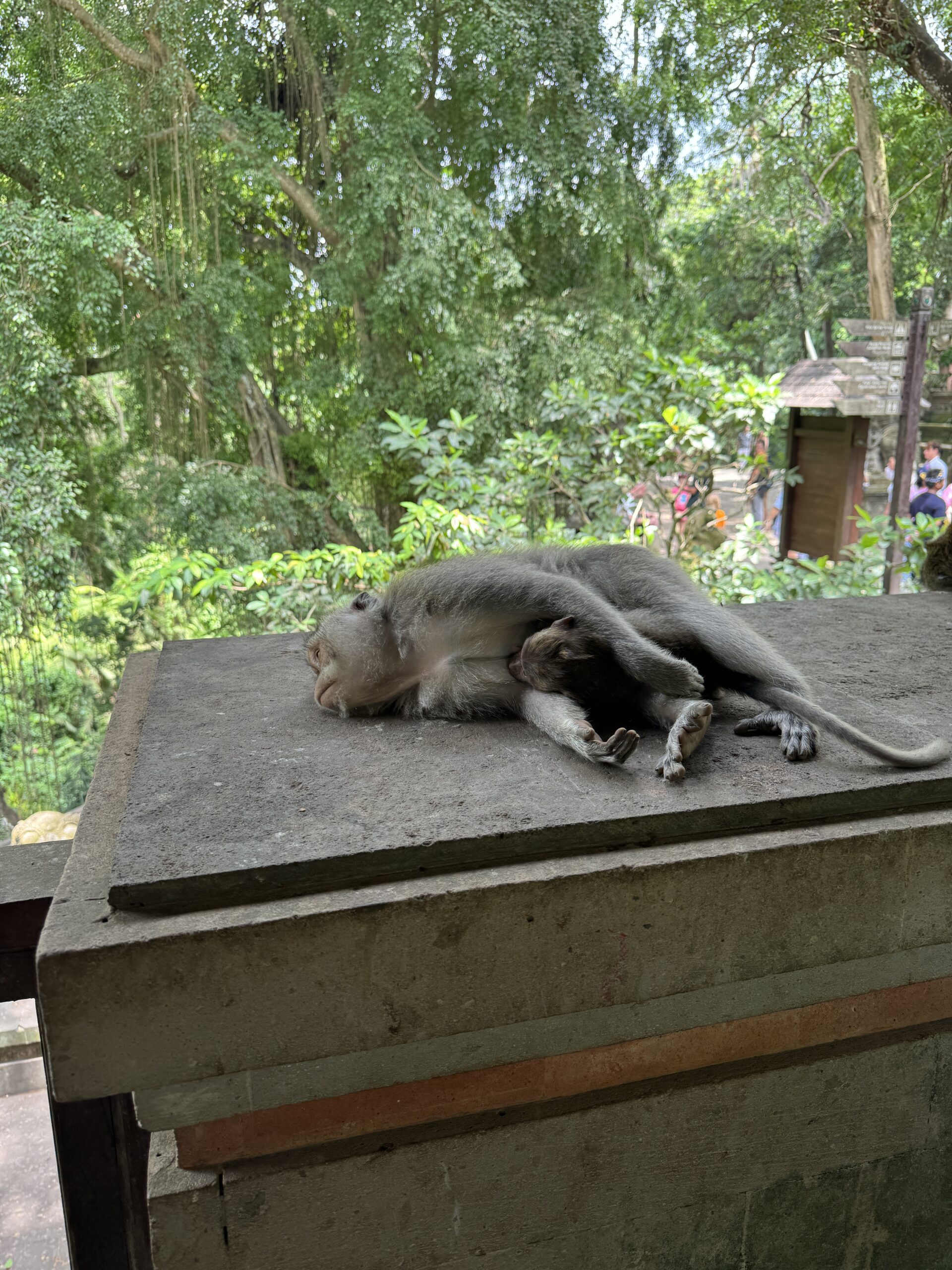 몽키포레스트 원숭이들