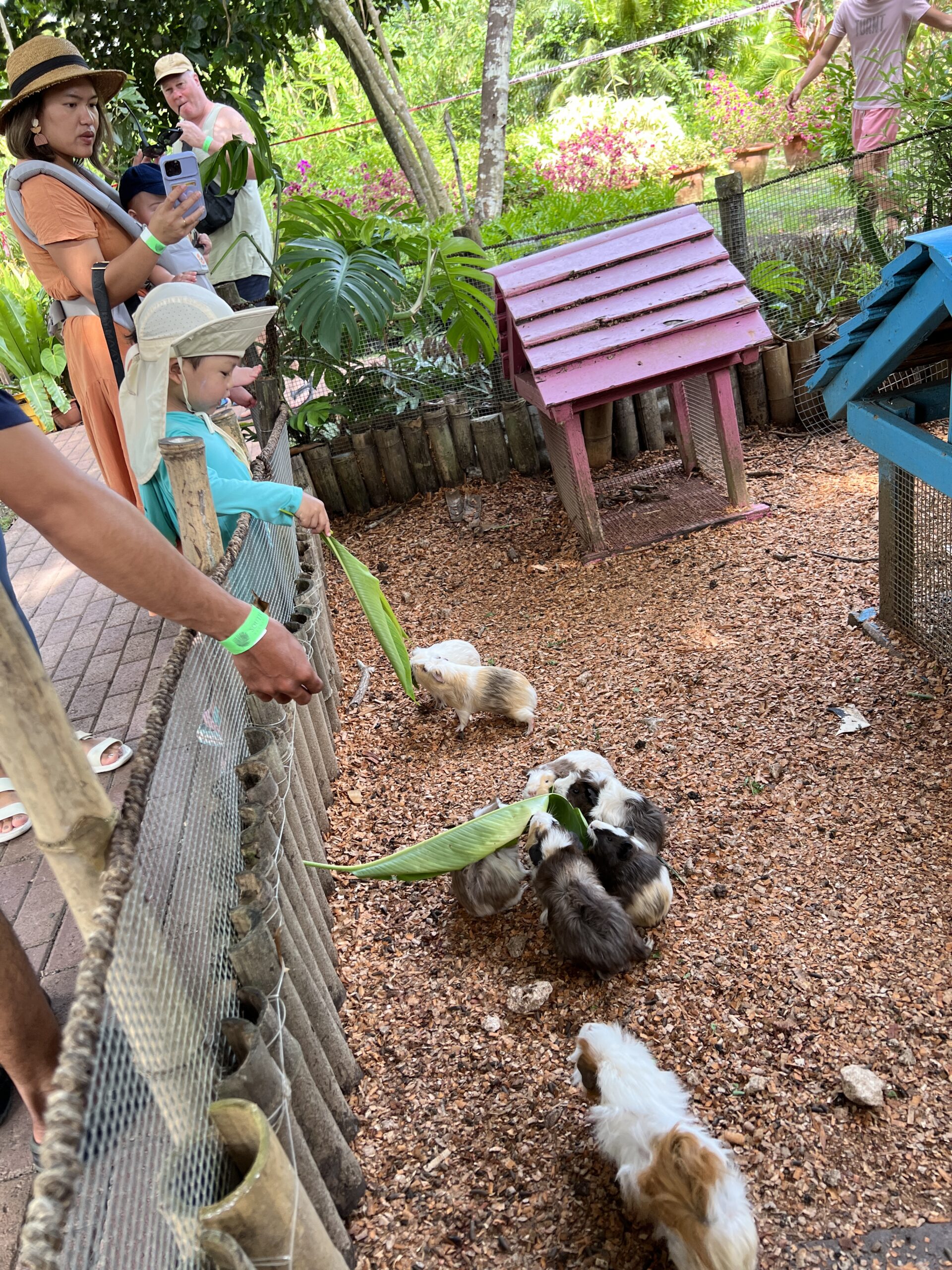 사우스팜 농장에서 동물 먹이주기