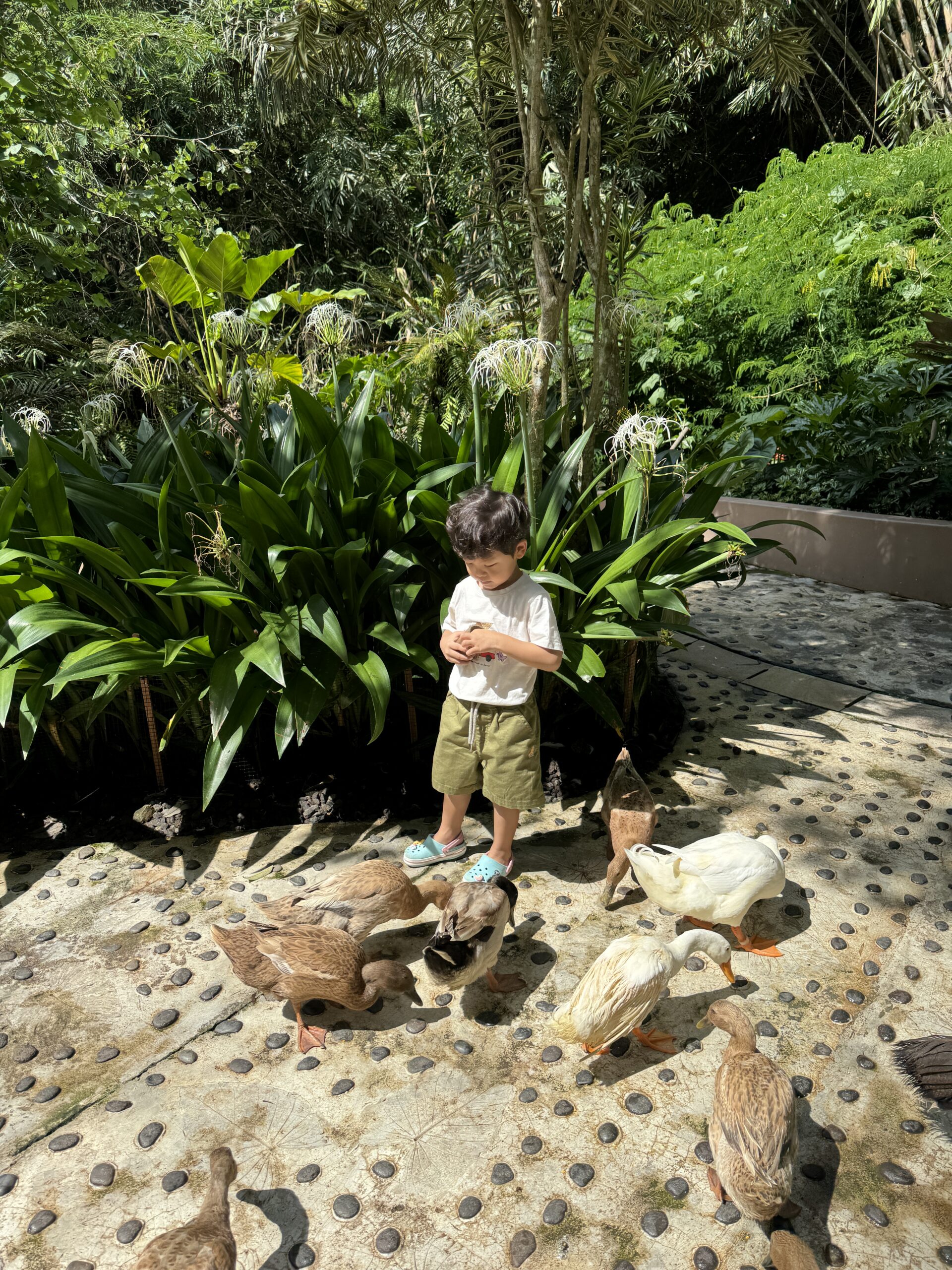 파드마 리조트 오리 먹이주기