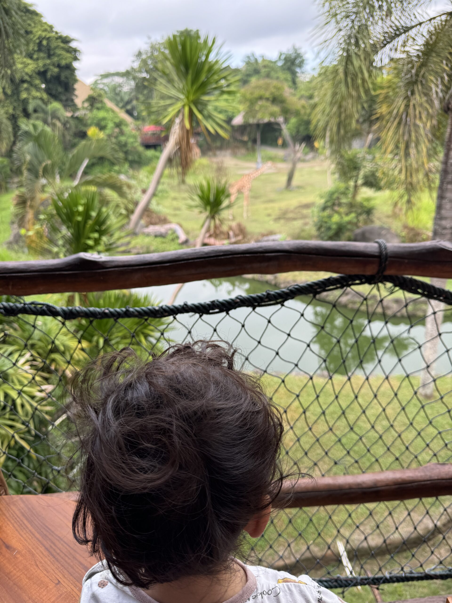 숙소에서 보이는 정글 전경