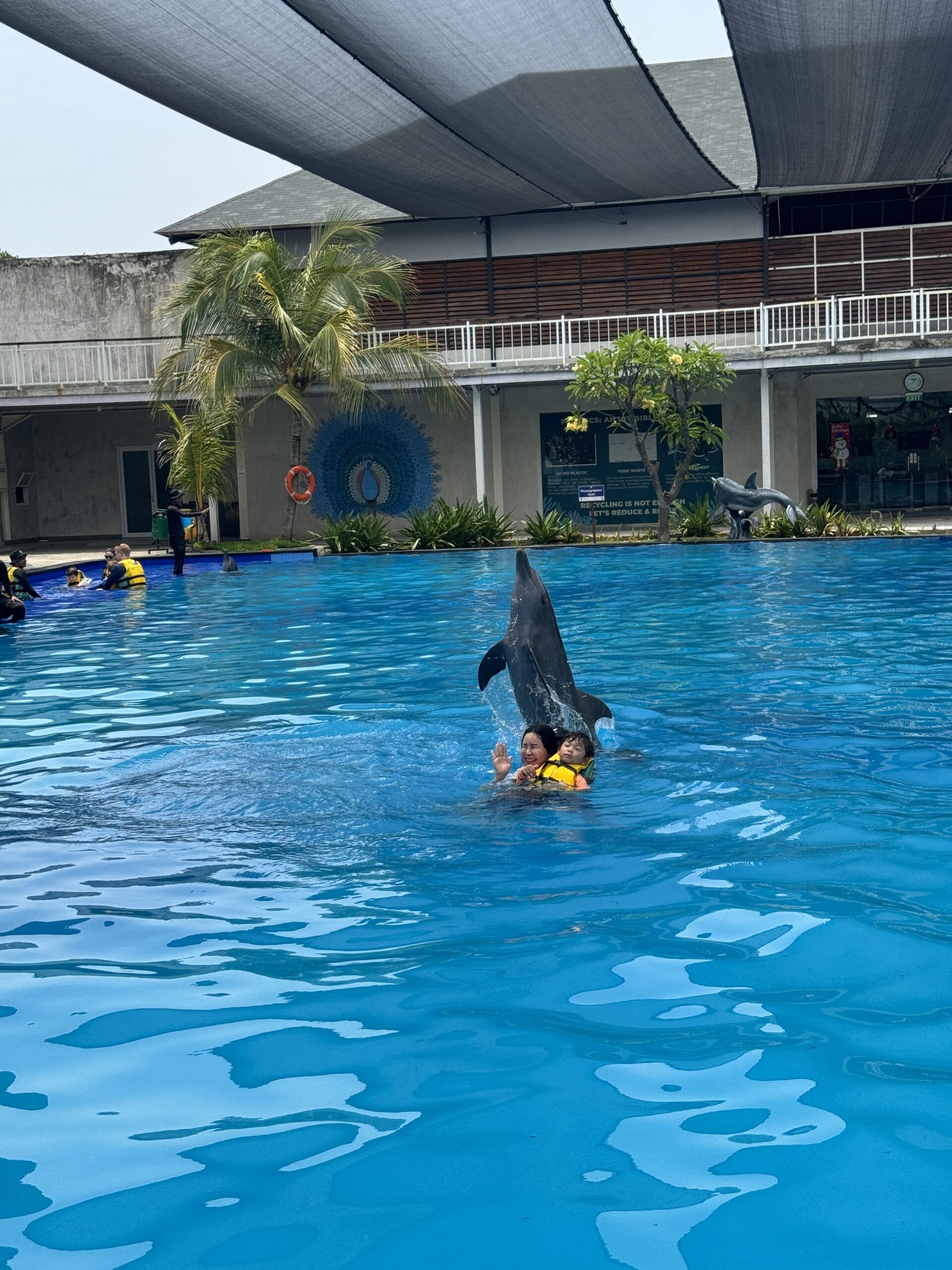 돌고래와 수영하는 모습