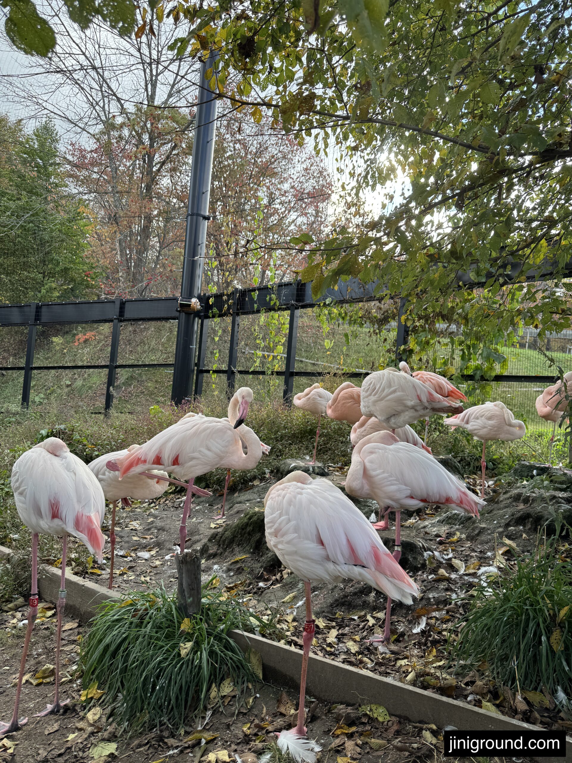 Pink flamingos in outdoor enclosure at Asahiyama Zoo in Hokkaido Japan