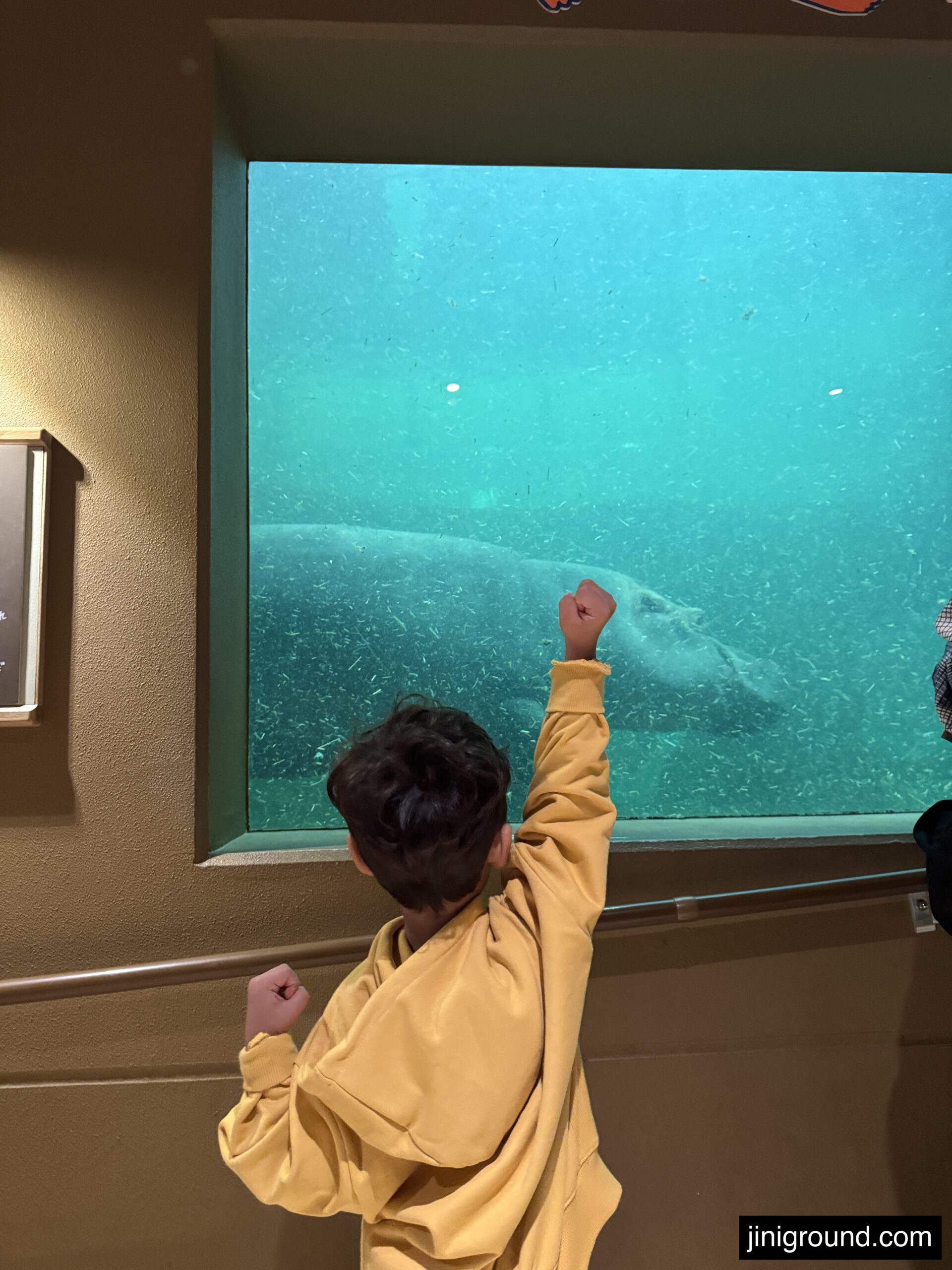Child viewing penguins swimming underwater through glass aquarium panel Hokkaido