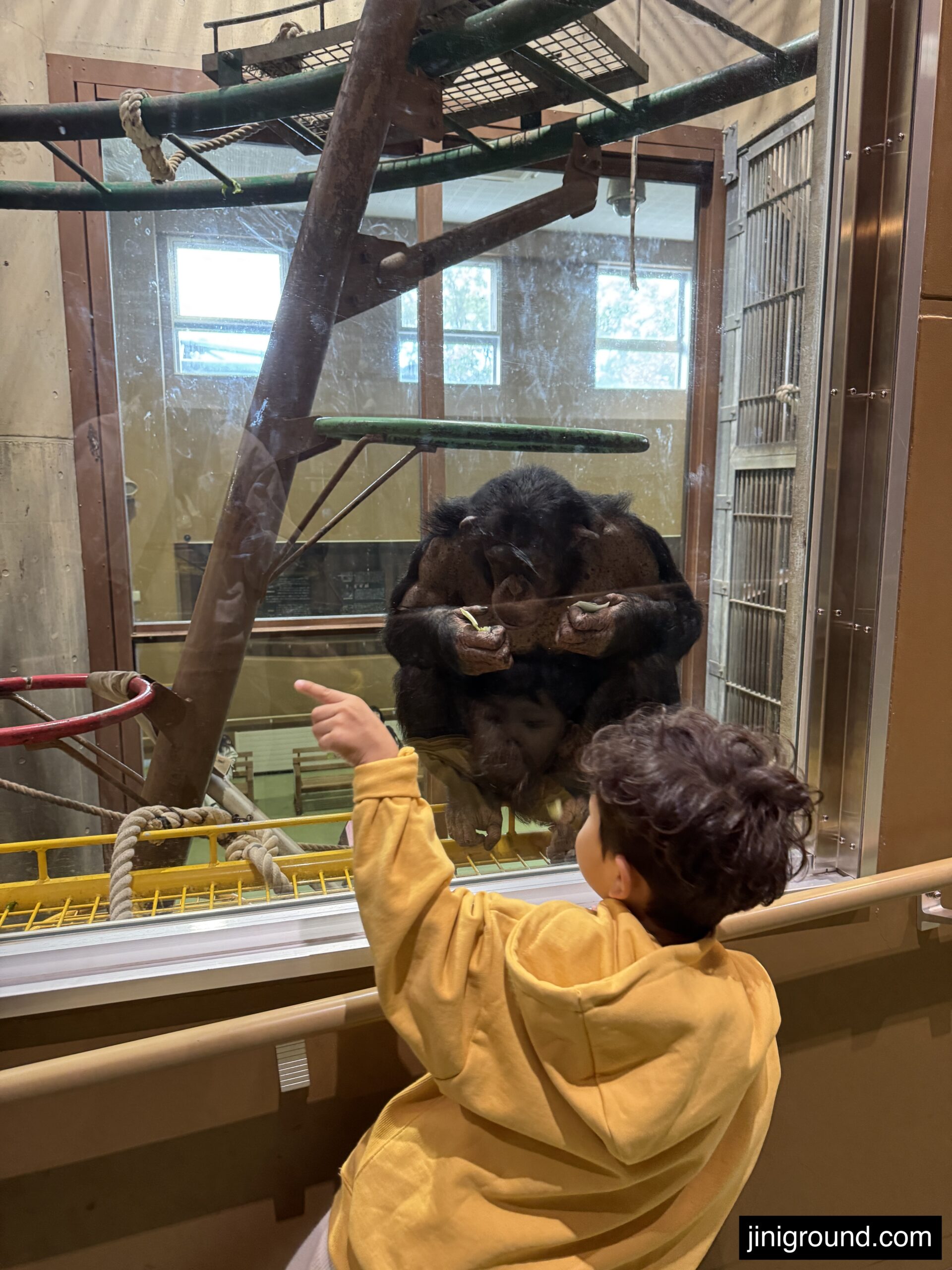 Father and children observing primates behind glass at Asahiyama Zoo