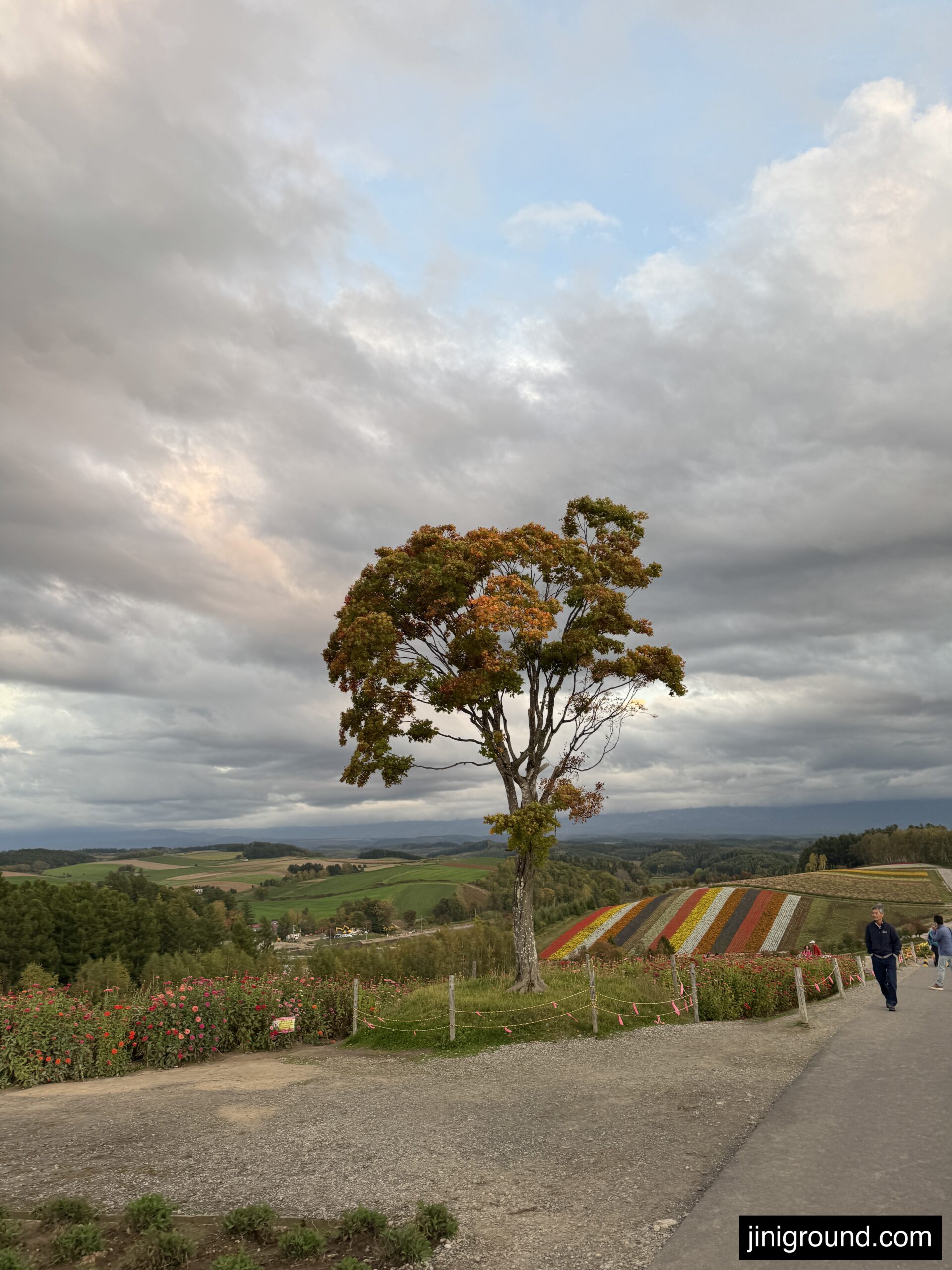 Autumn colored tree standing alone with flower fields in background at Biei Hokkaido