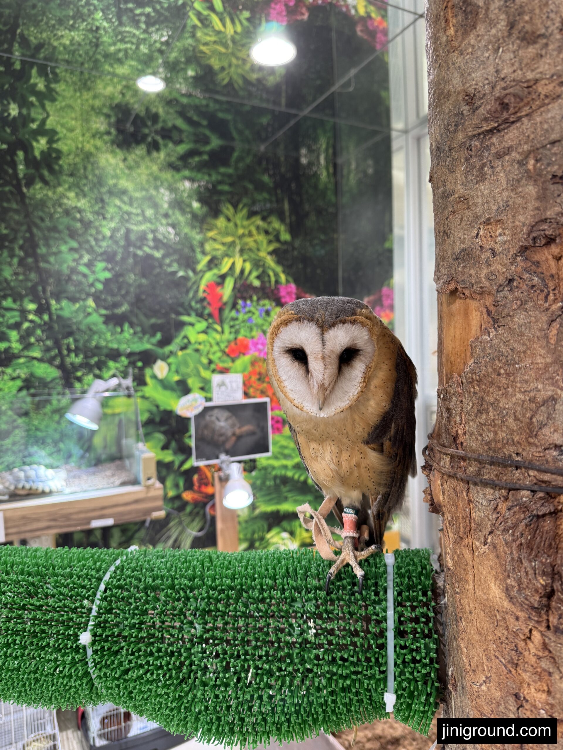 Barn owl perched on green post at Jungle Go animal cafe Sapporo Hokkaido