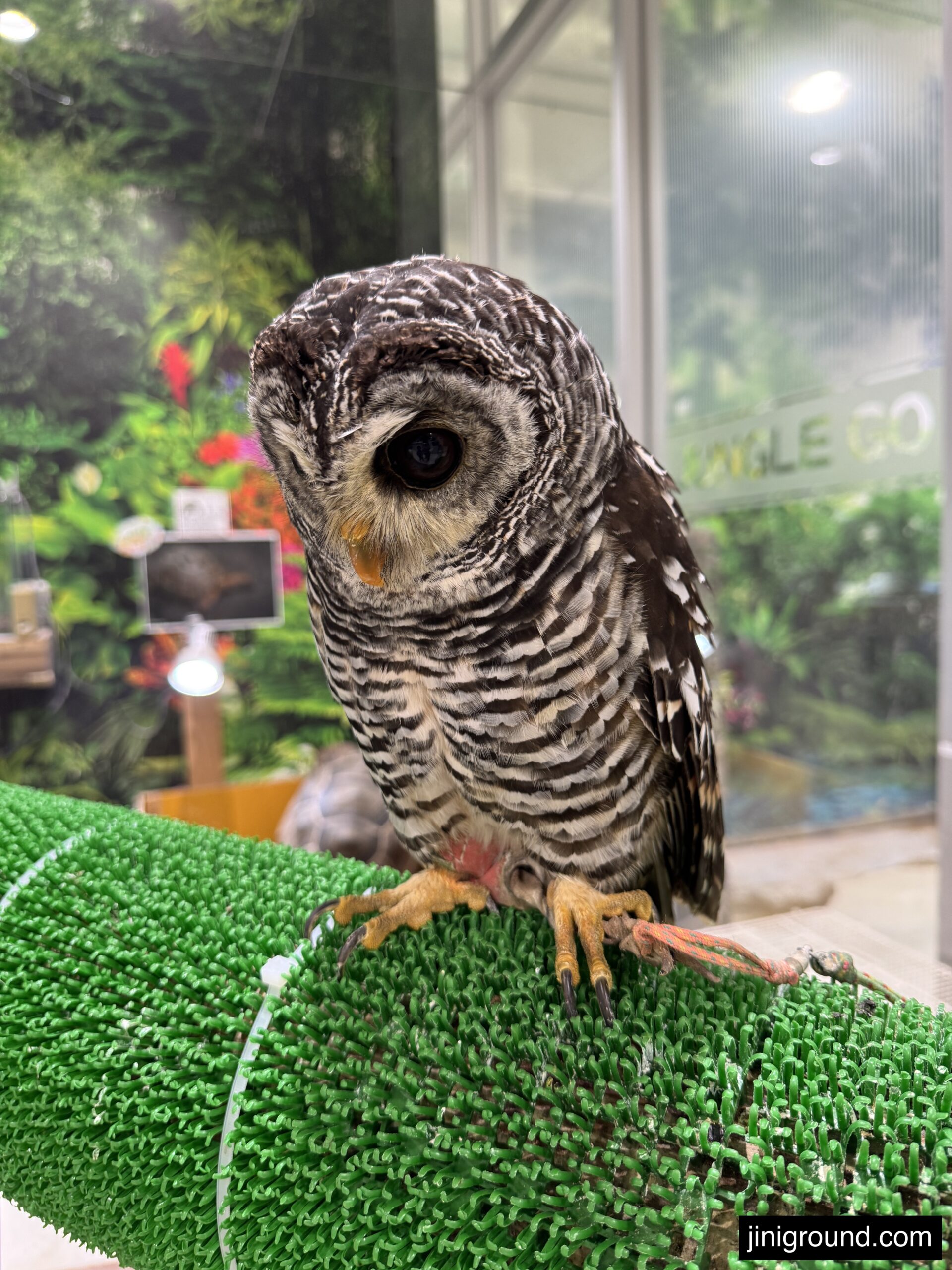 Barred owl close up portrait at Jungle Go animal cafe Sapporo Japan