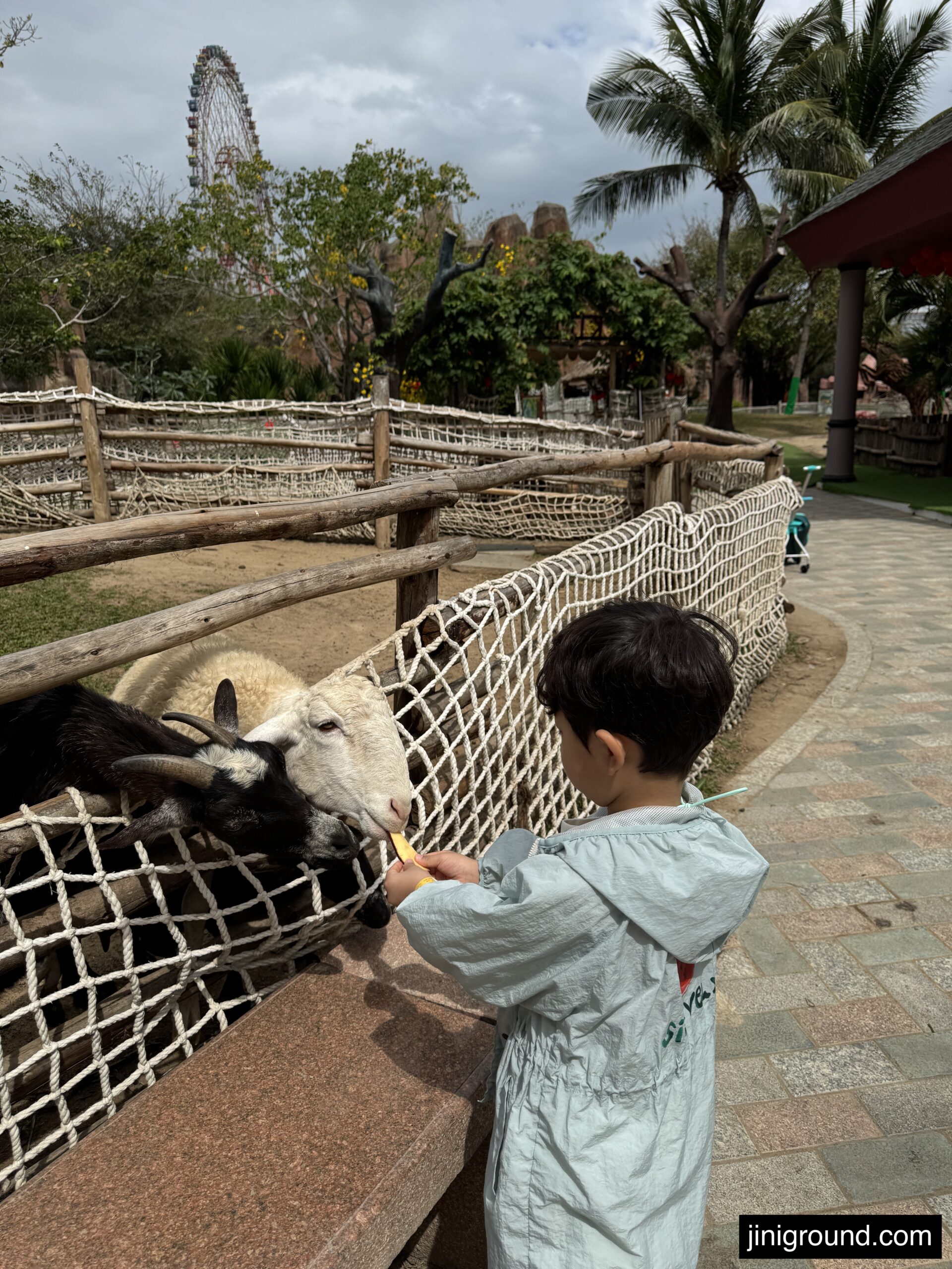 Boy feeding goat through fence at VinWonders Nha Trang zoo animal feeding experience