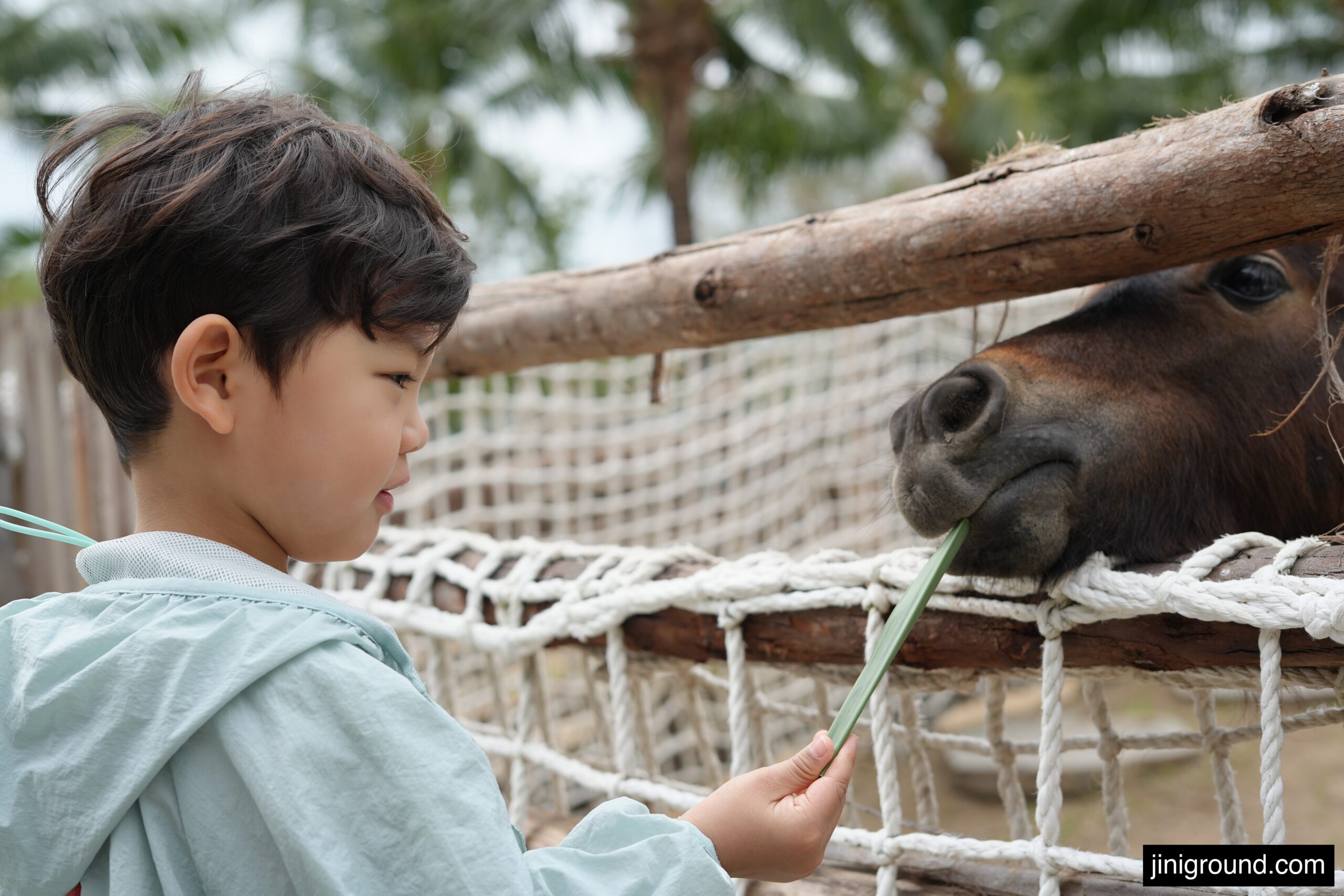 Young boy feeding grass to pony through rope fence at VinWonders zoo Nha Trang