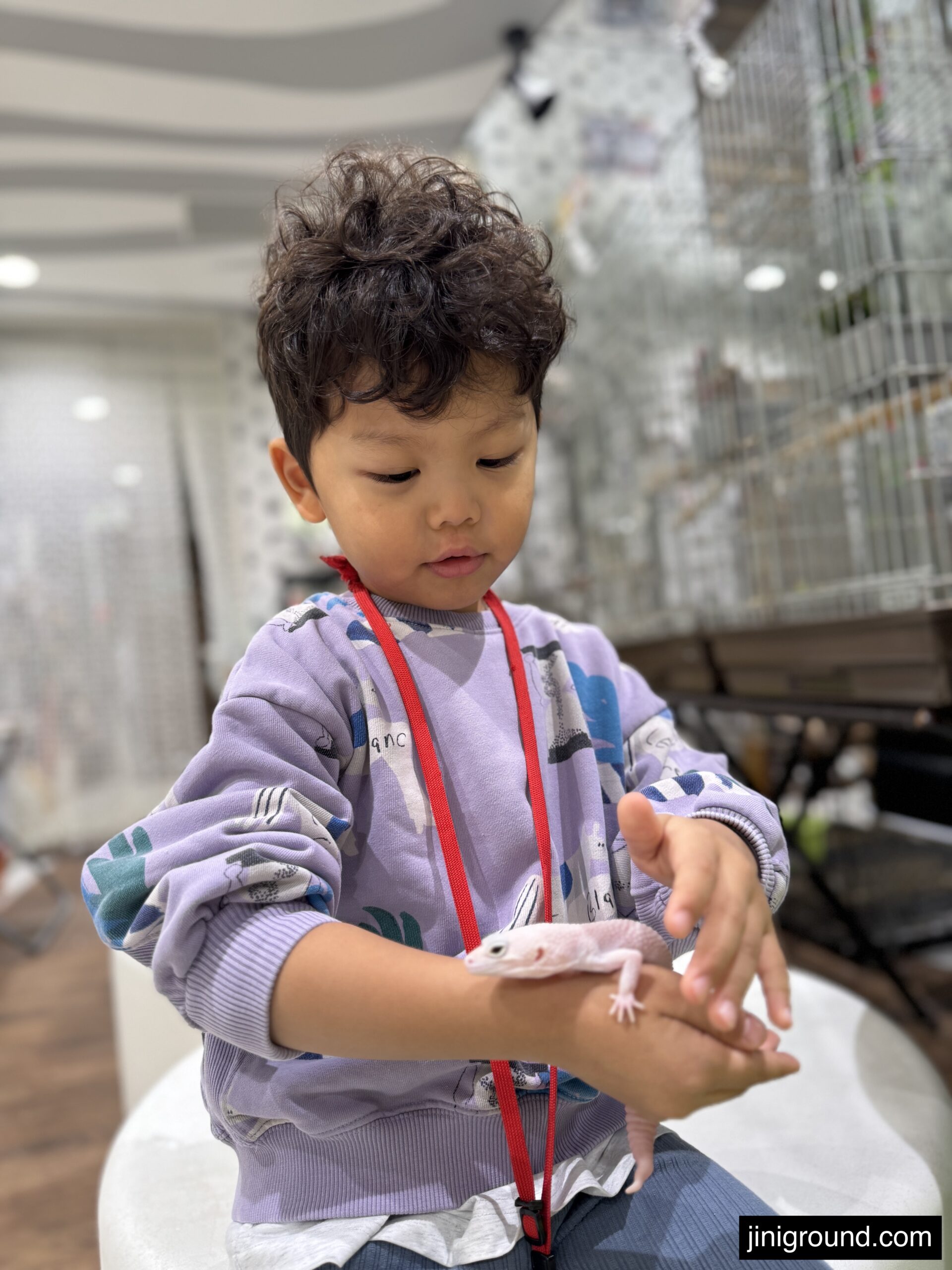 53 month old boy confidently holding gecko lizard at animal cafe in Sapporo Japan