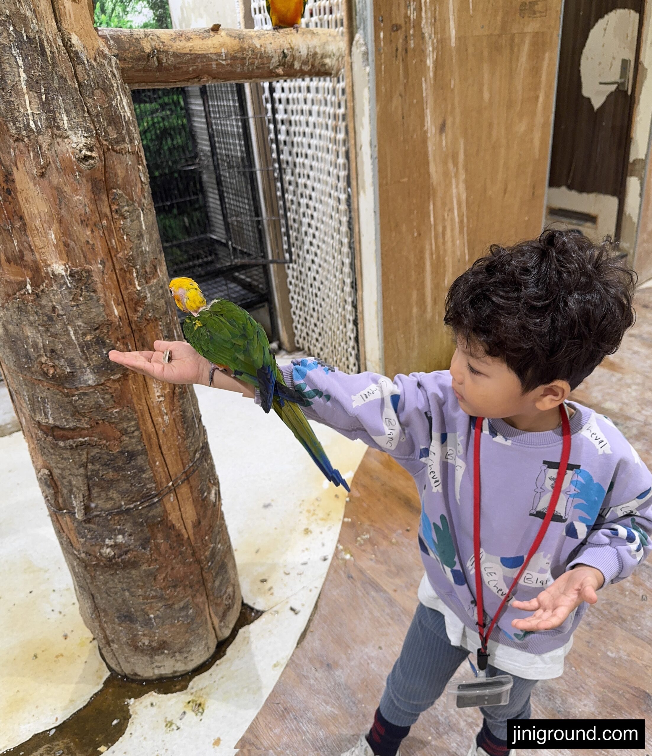 53 month old boy holding green parrot on hand at Jungle Go animal cafe Sapporo