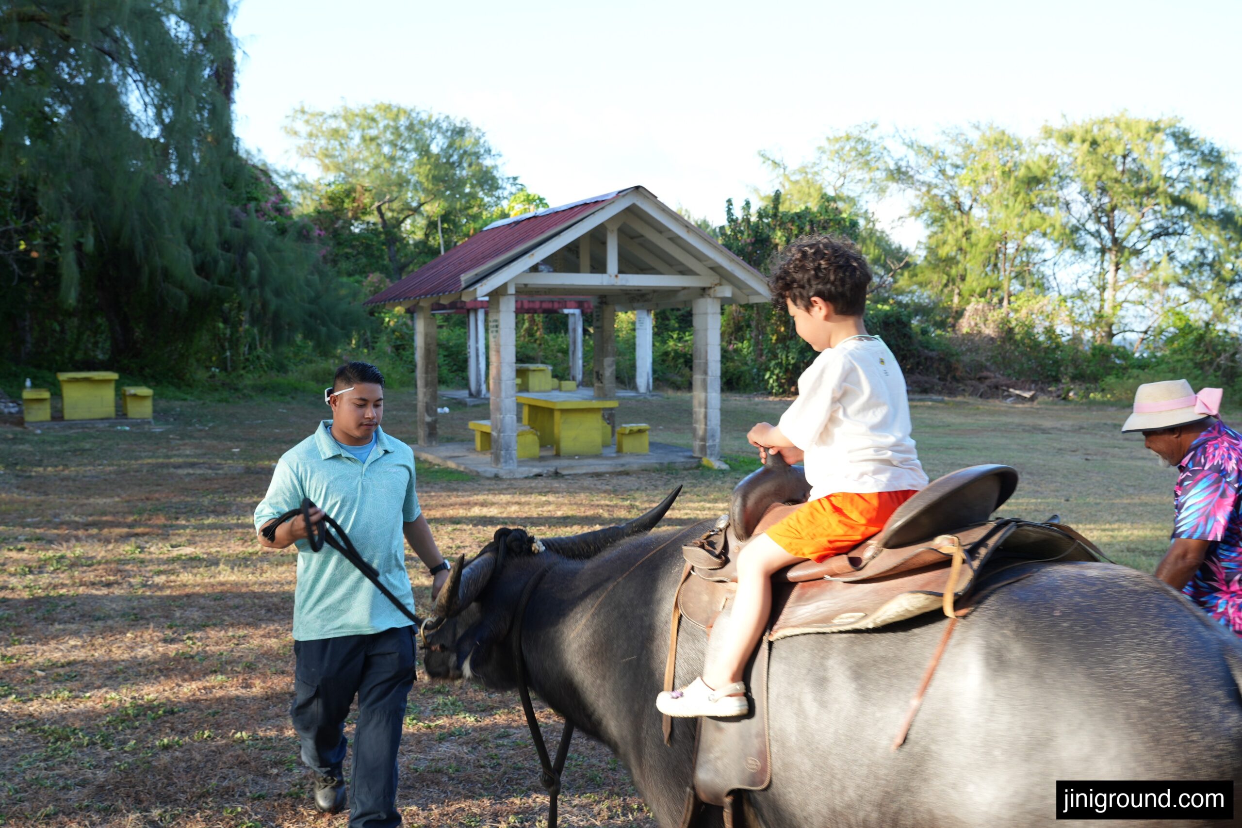 6 year old boy riding carabao water buffalo at banana festival in Guam