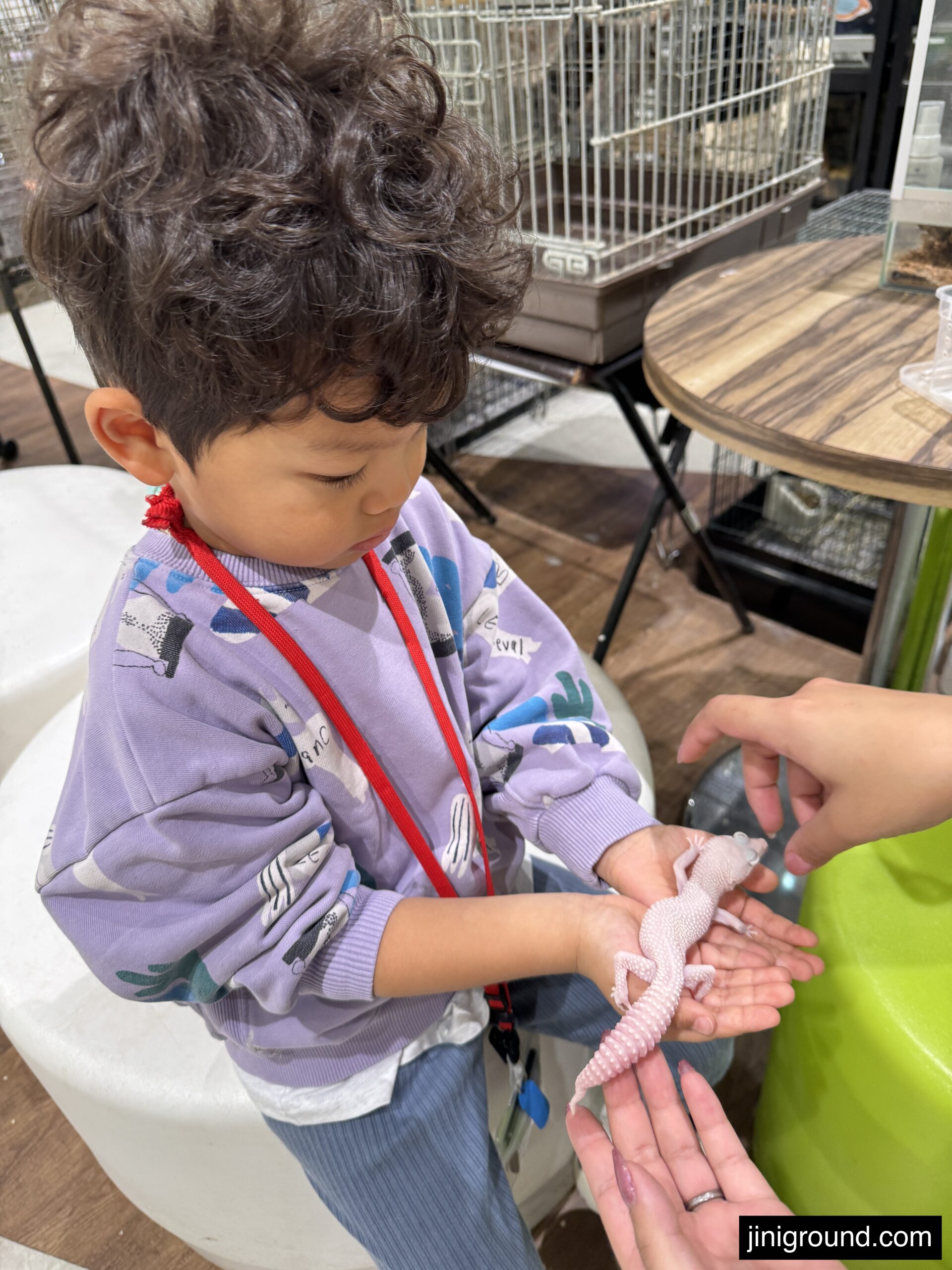 Young boy touching gecko lizard with staff help at Jungle Go animal cafe Sapporo