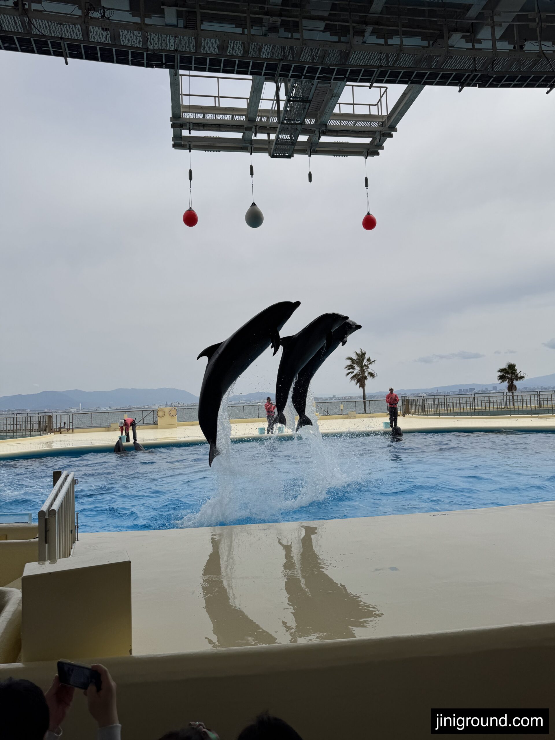Two dolphins jumping high during dolphin show at Marine World Uminonakamichi Fukuoka Japan