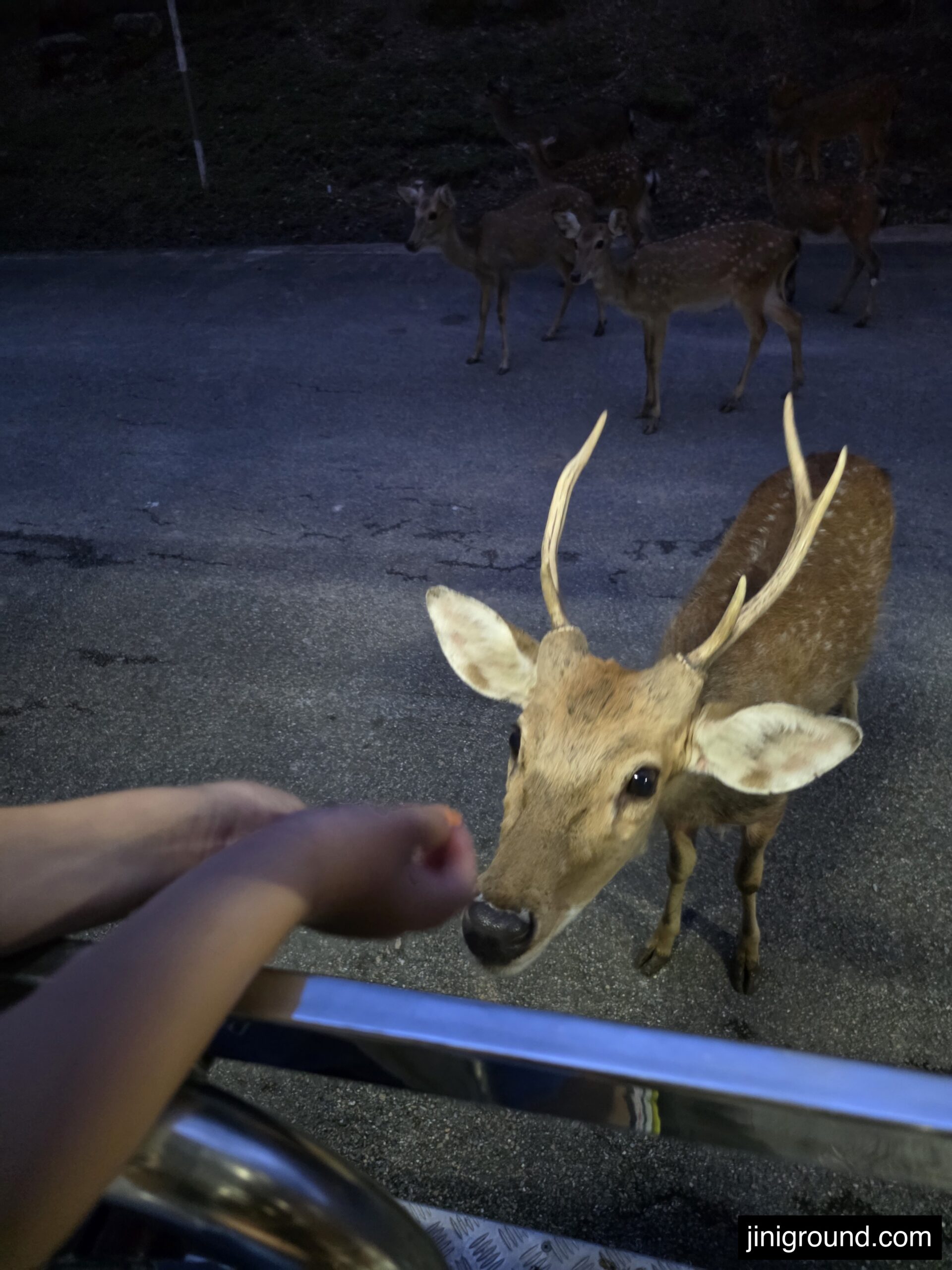 child feeding deer directly from open safari bus at Chiang Mai Night Safari