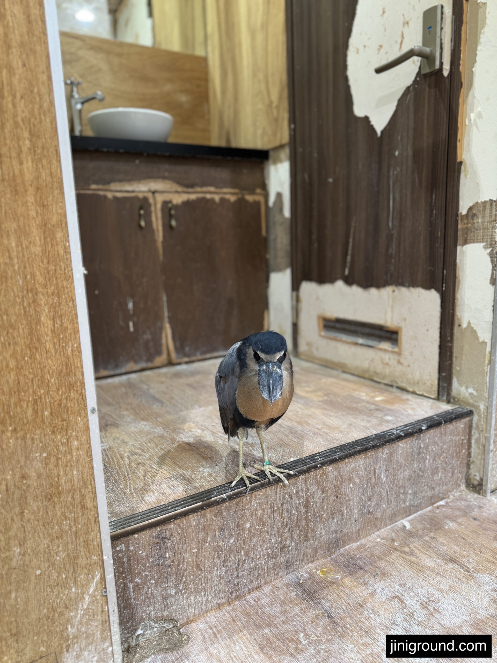 Myna bird standing in doorway at Jungle Go animal cafe Sapporo Japan