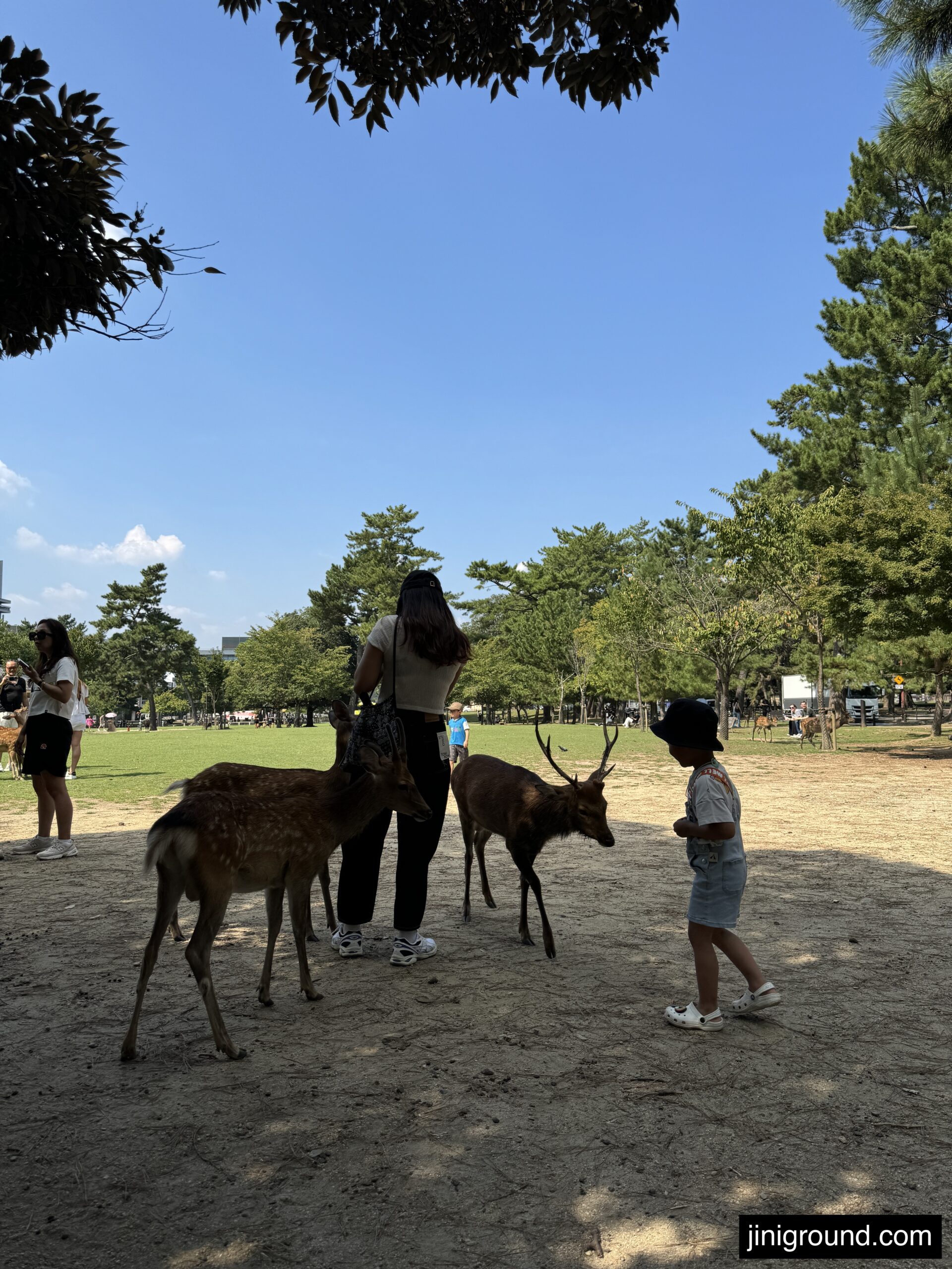 Father feeding deer in Nara Park with child observing the interaction