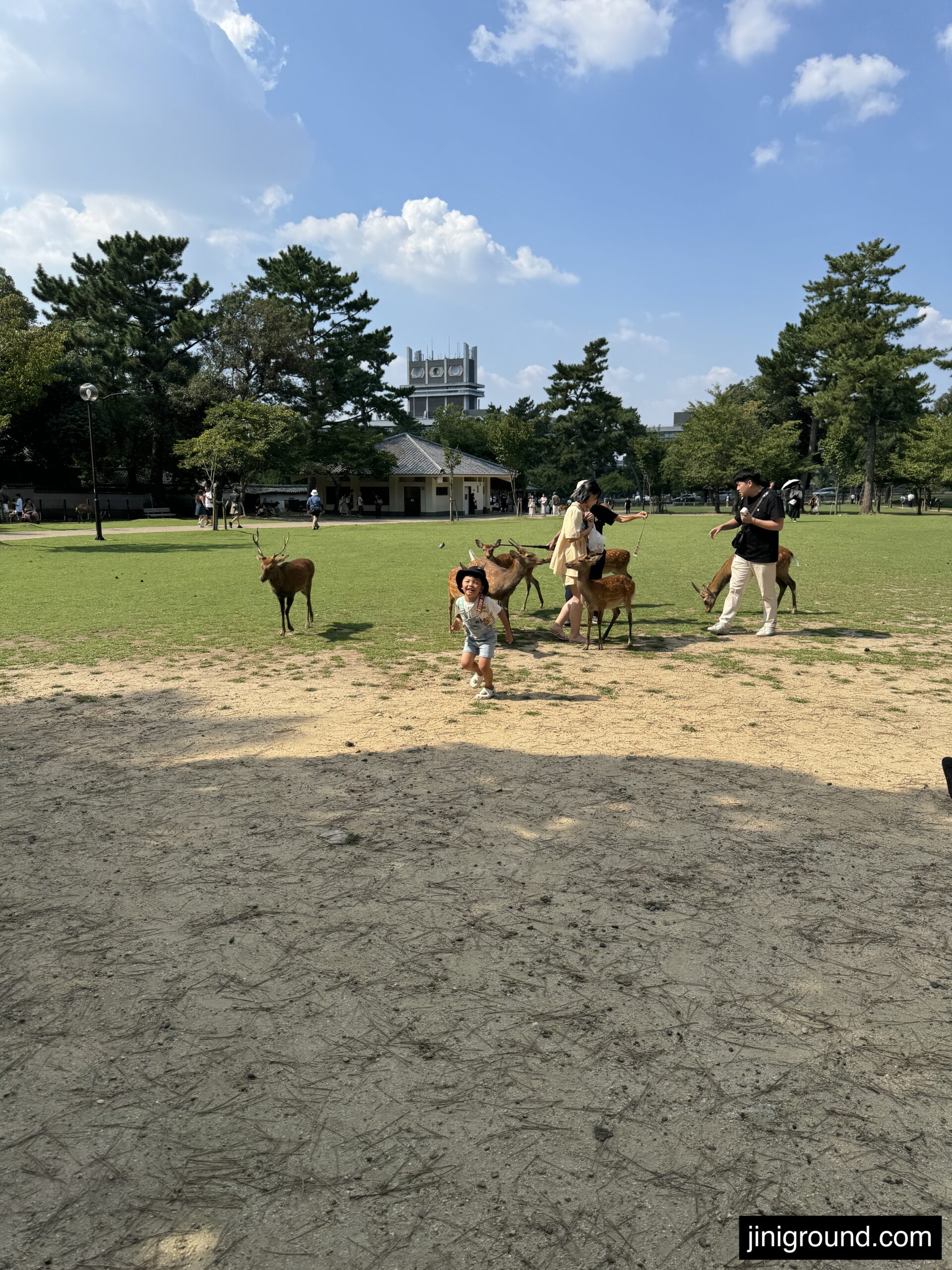 Family members feeding multiple deer grazing in Nara Park meadow Japan