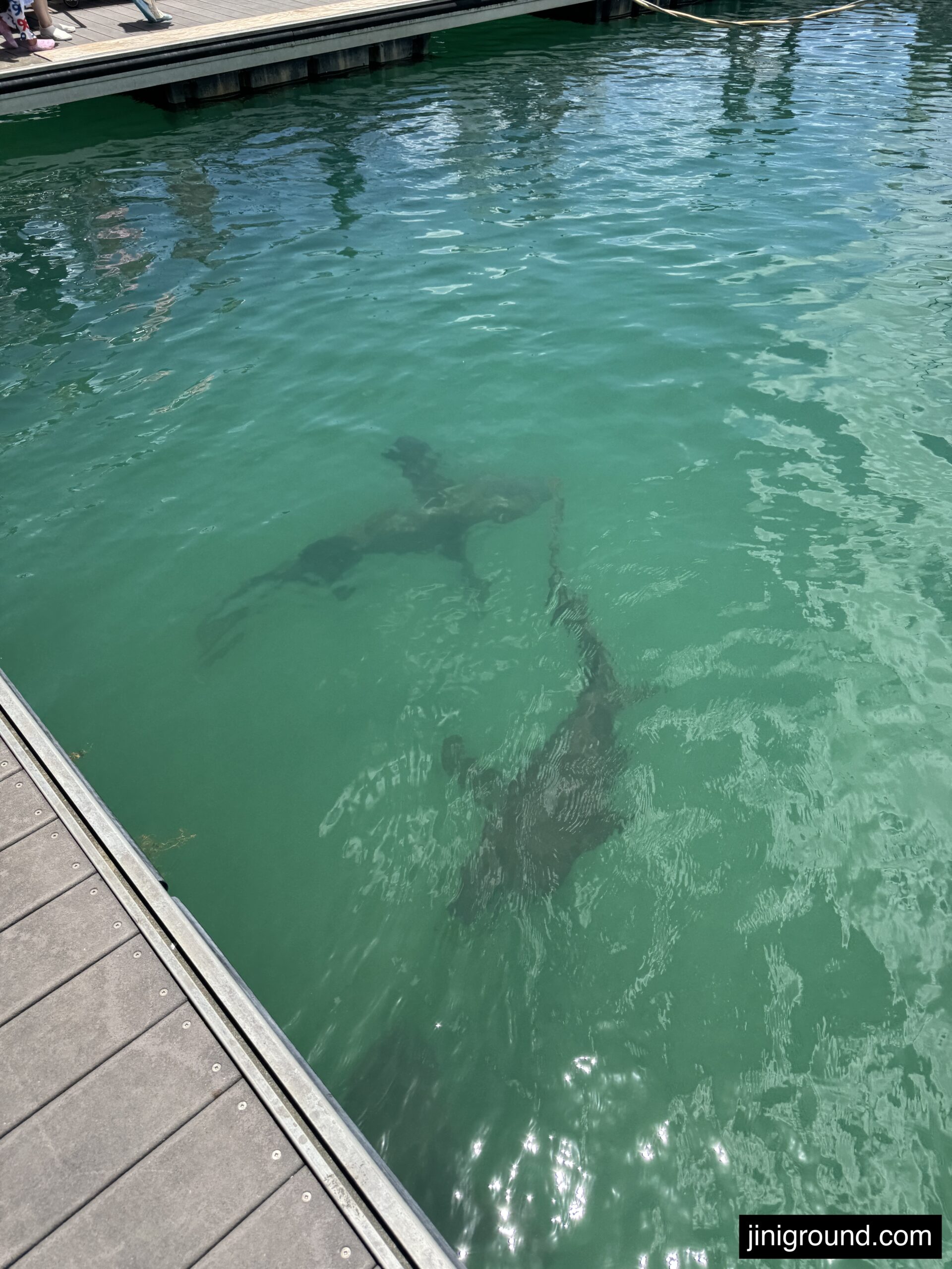 two sharks swimming in green water near boat dock in Guam