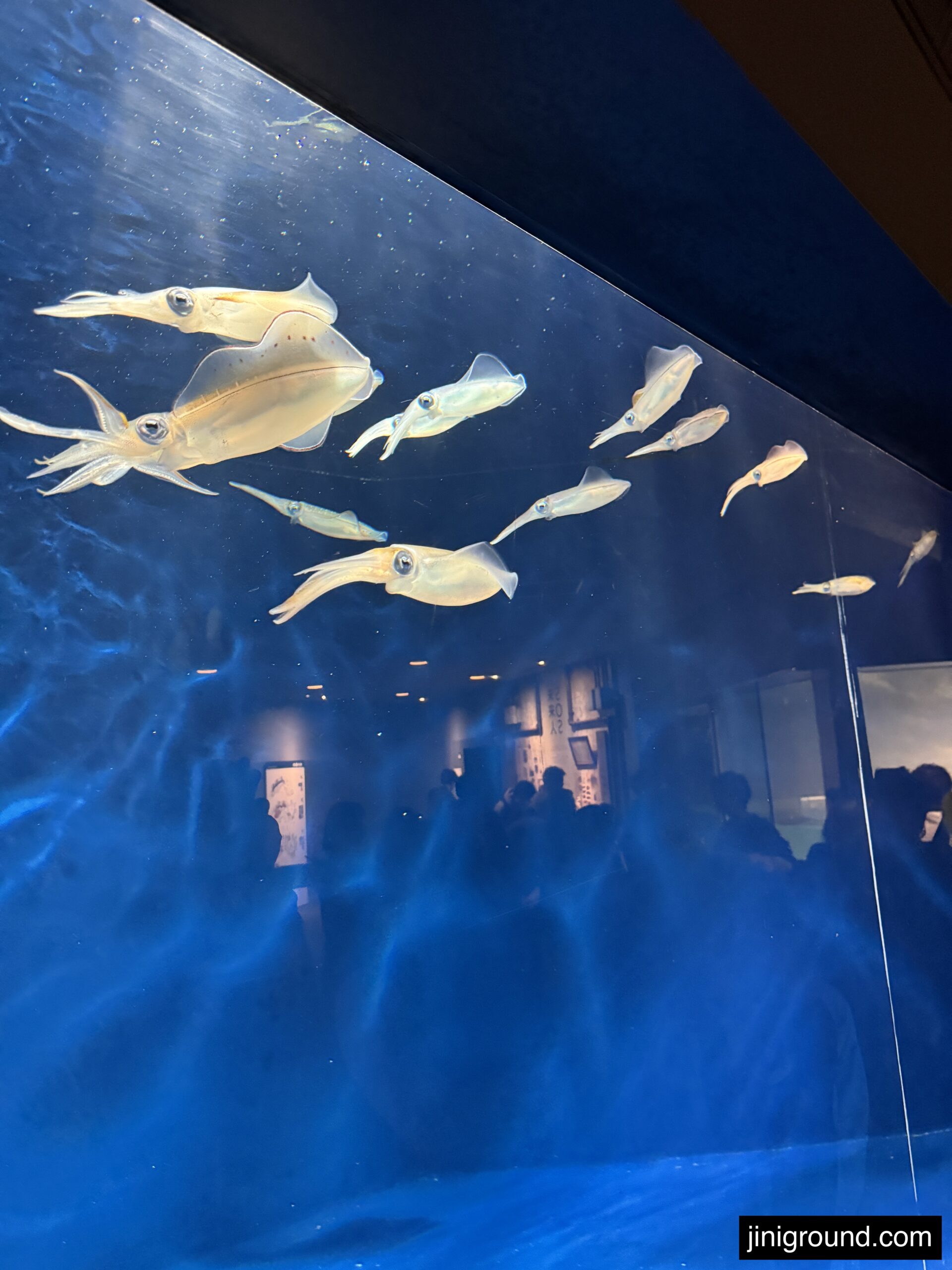 Translucent squid swimming in illuminated blue tank at Marine World Uminonakamichi Fukuoka