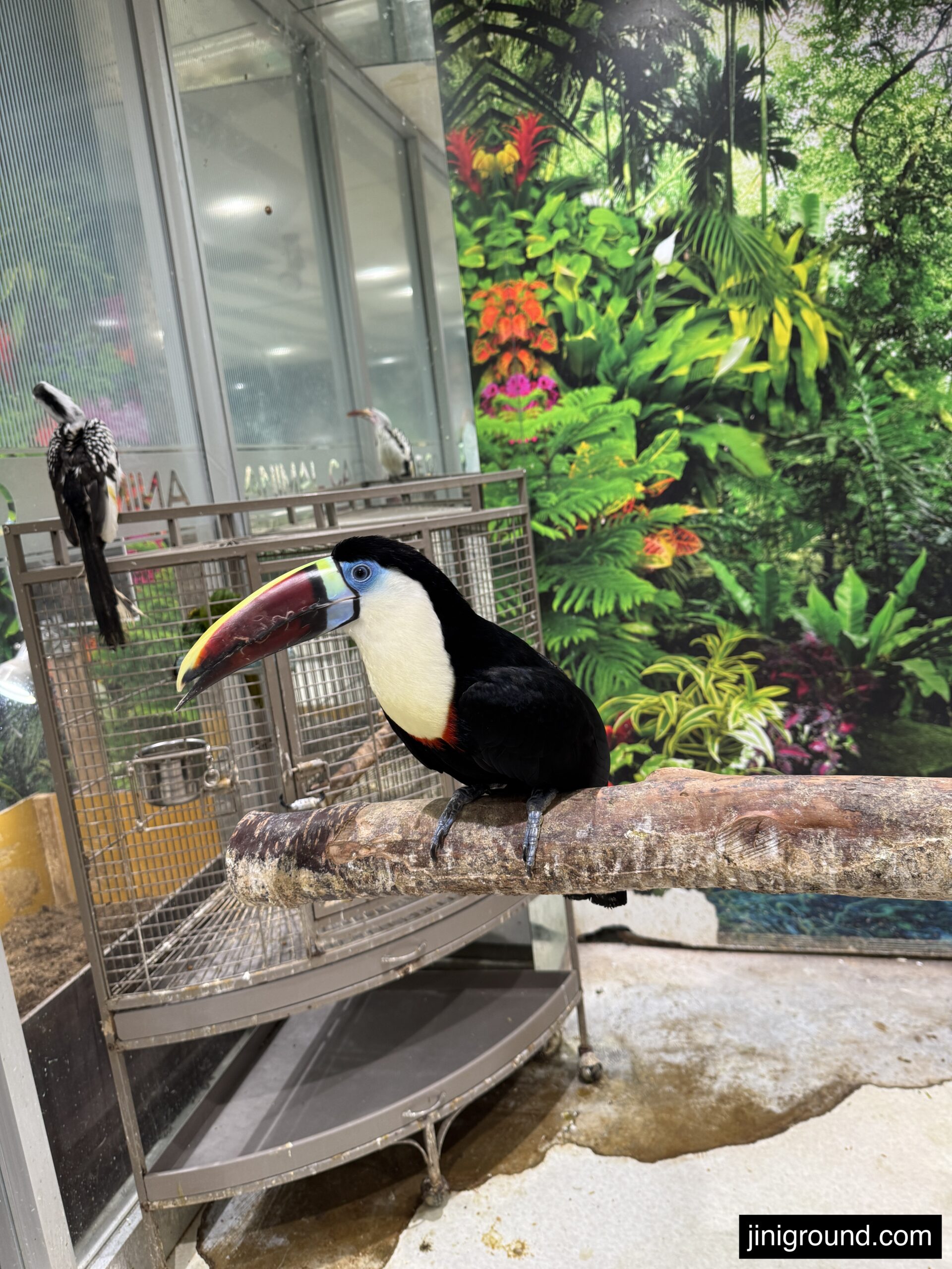 Colorful toucan bird perched on branch at Jungle Go animal cafe Sapporo