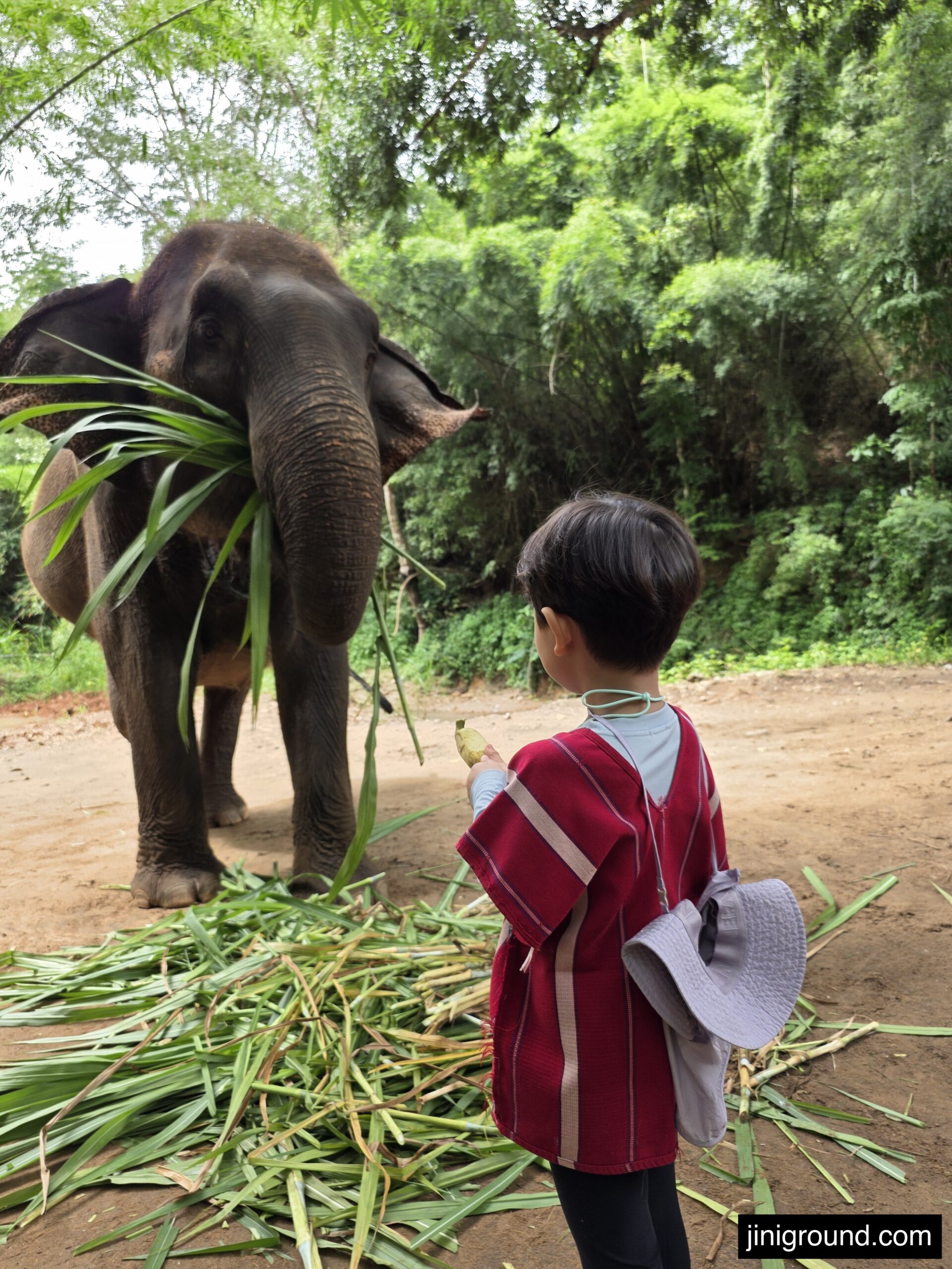boy in traditional costume feeding grass to elephant at Chiang Mai eco park