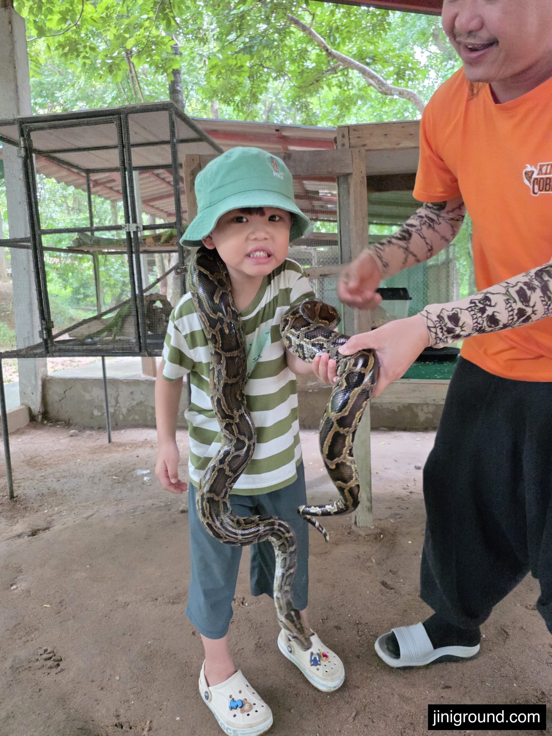 6-year-old boy holding large python snake at Chiang Mai cobra show