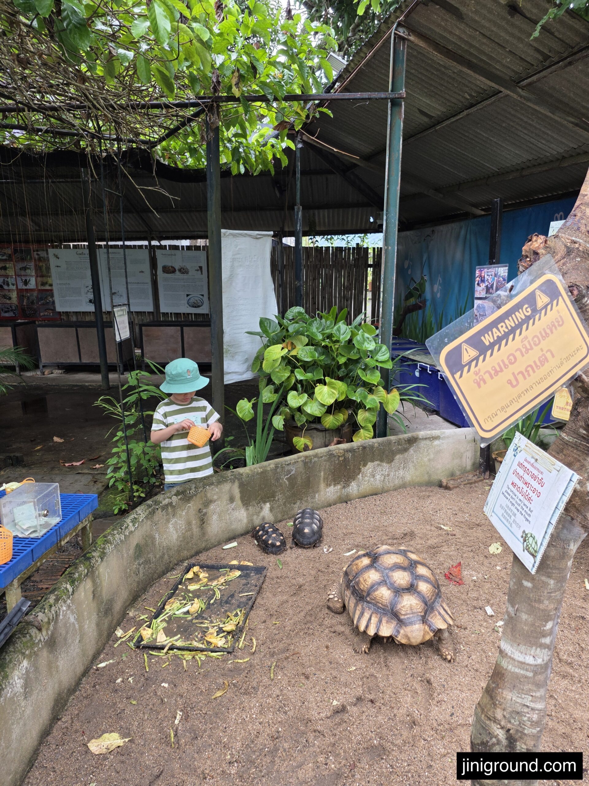 boy watching giant tortoise at Siam Insect Zoo Chiang Mai Thailand