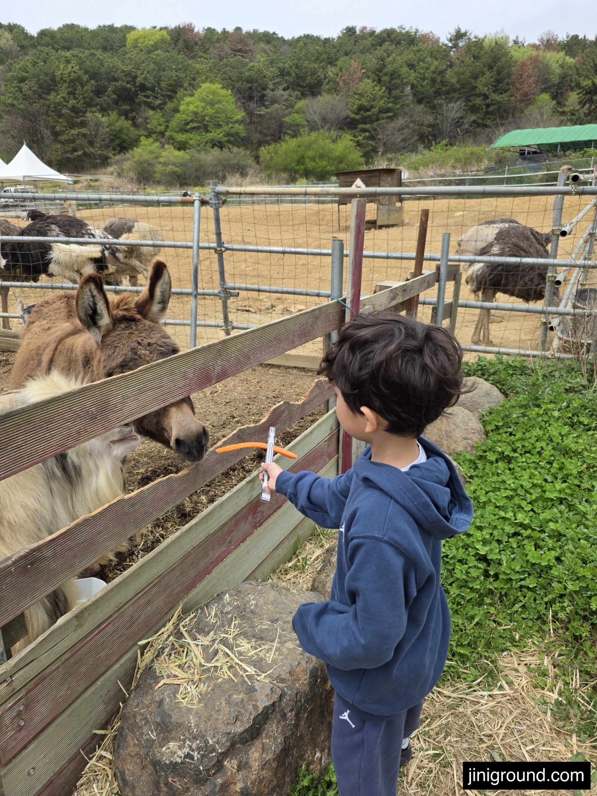 boy feeding carrot to donkey through wooden fence at Goseong Dinosaur Farm Korea