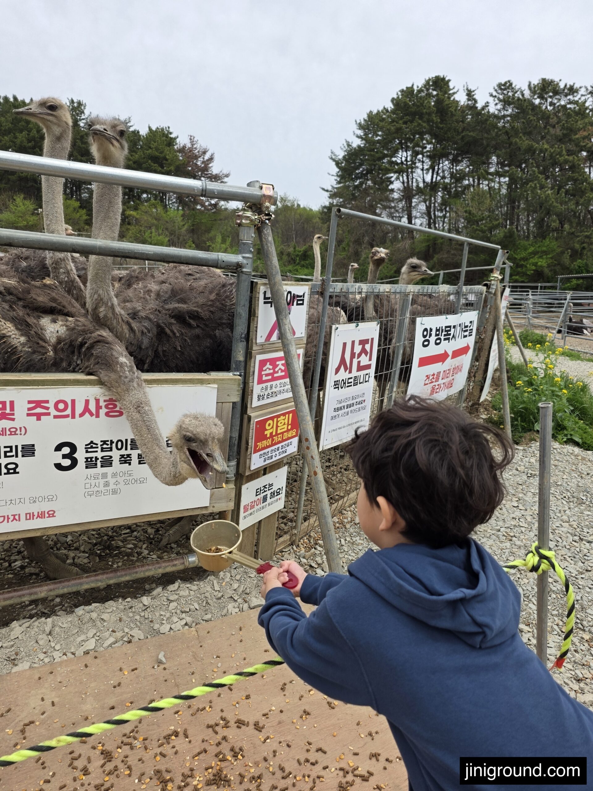 boy feeding ostrich through fence at Goseong Dinosaur Ostrich Farm Korea