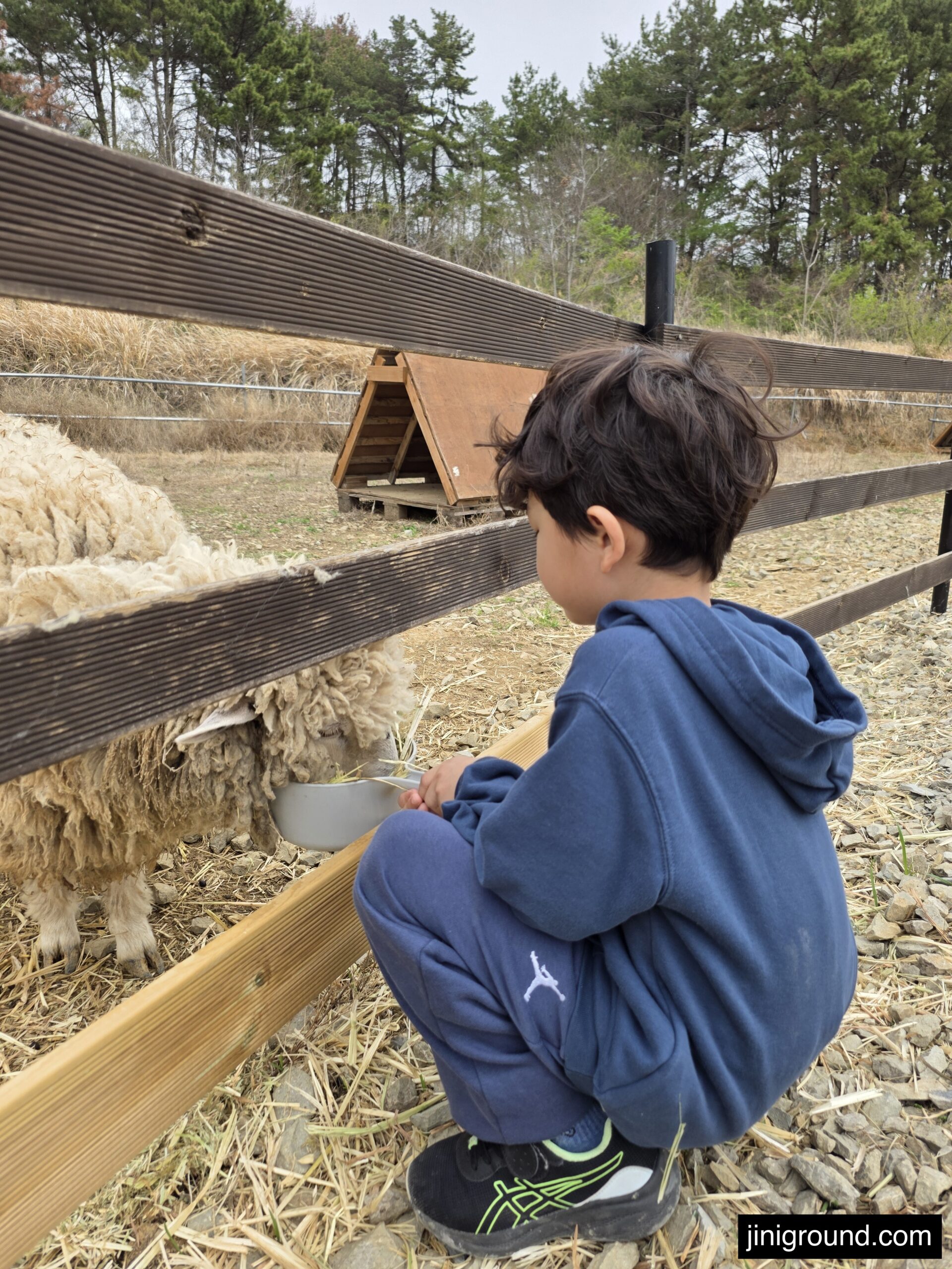 boy squatting down to feed sheep at Goseong Dinosaur Ostrich Farm Korea