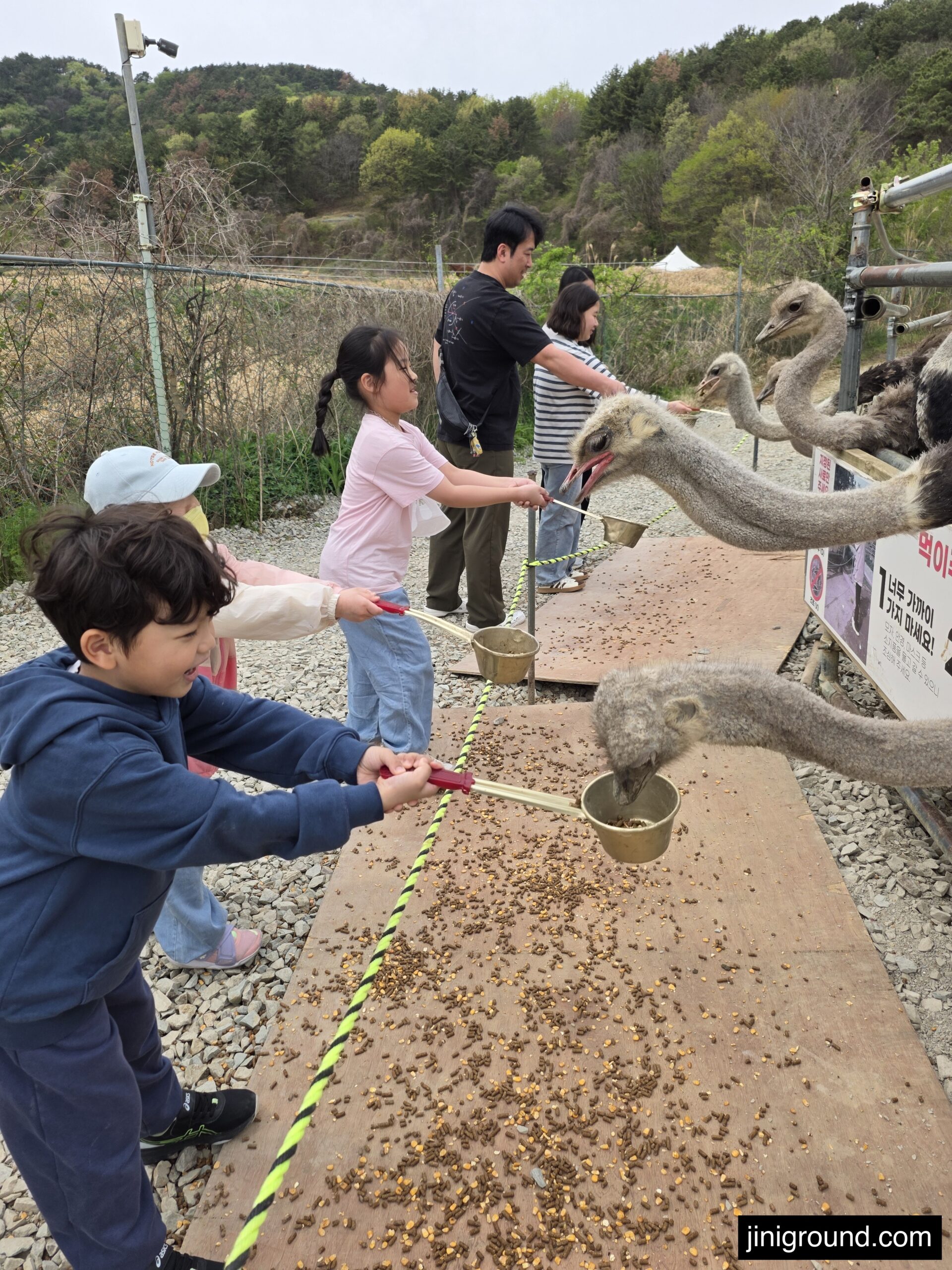 children feeding ostriches with cups at Goseong Dinosaur Ostrich Farm Gyeongnam