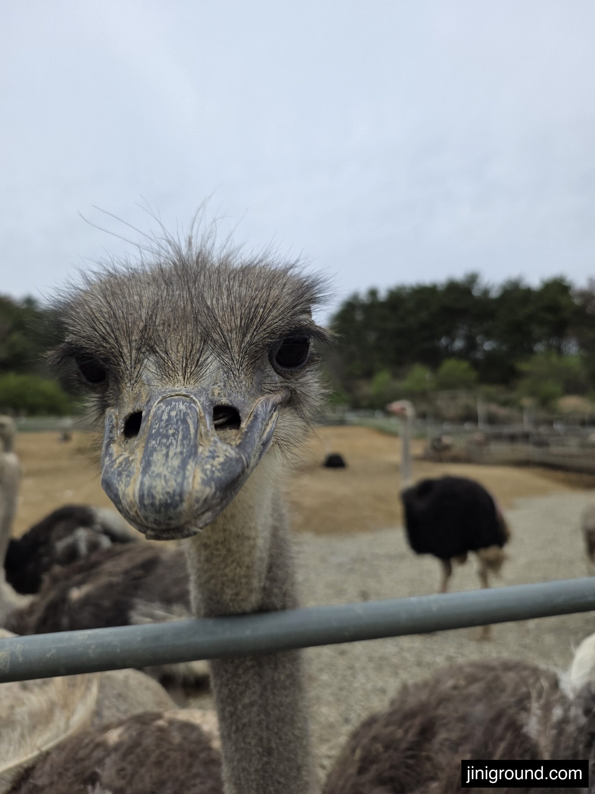 closeup of ostrich face looking directly at camera at Goseong Dinosaur Farm Korea