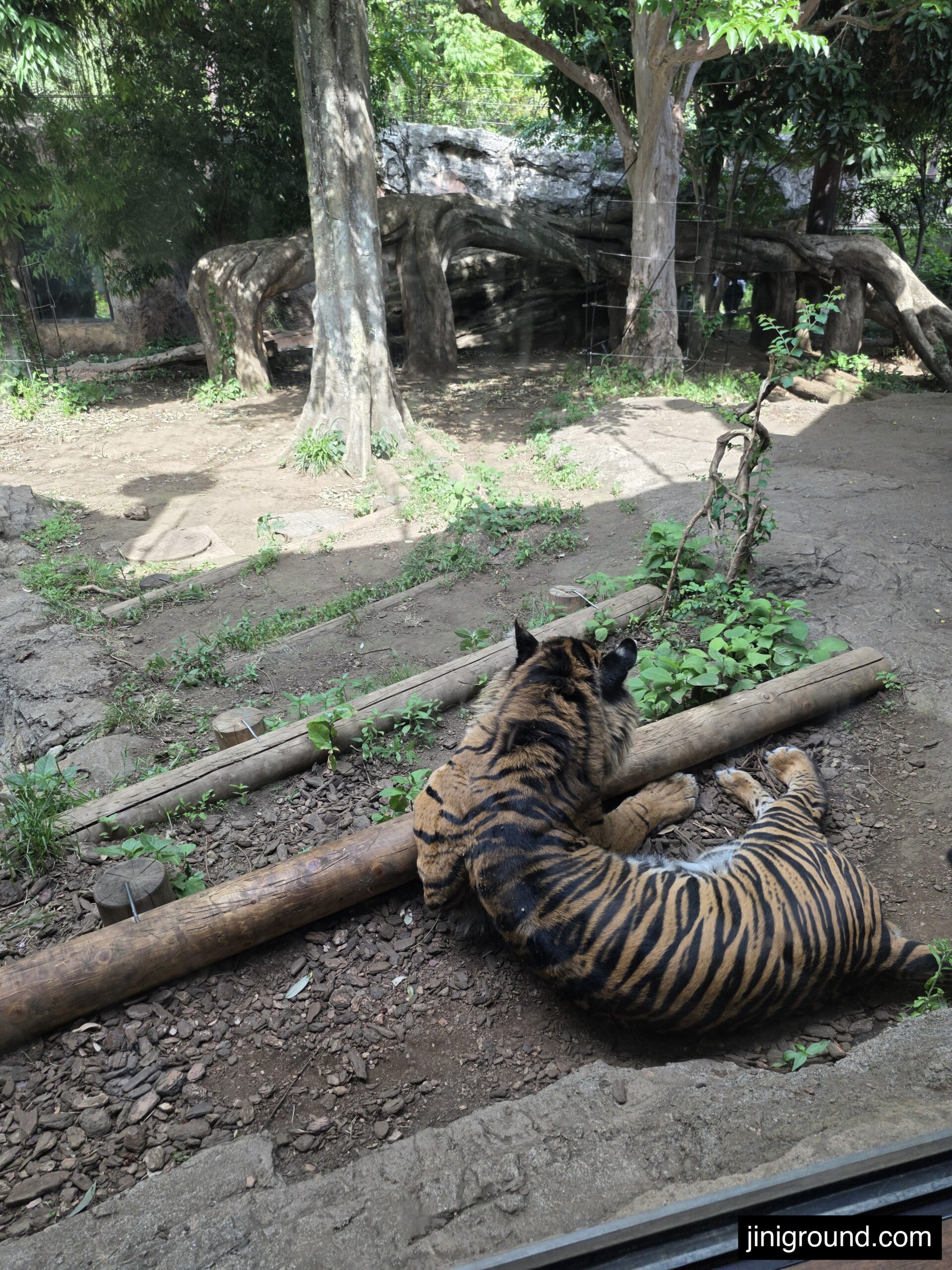 Sumatran tiger resting up close behind glass at Ueno Zoo Tokyo